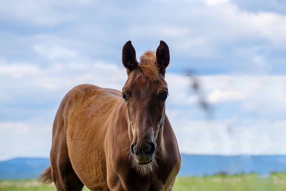 horse, mare, pasture, coupling, animal, livestock, mammal, grass HD wallpaper
