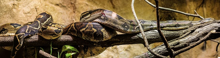 brown python snake on brown tree in close-up photography at daytime