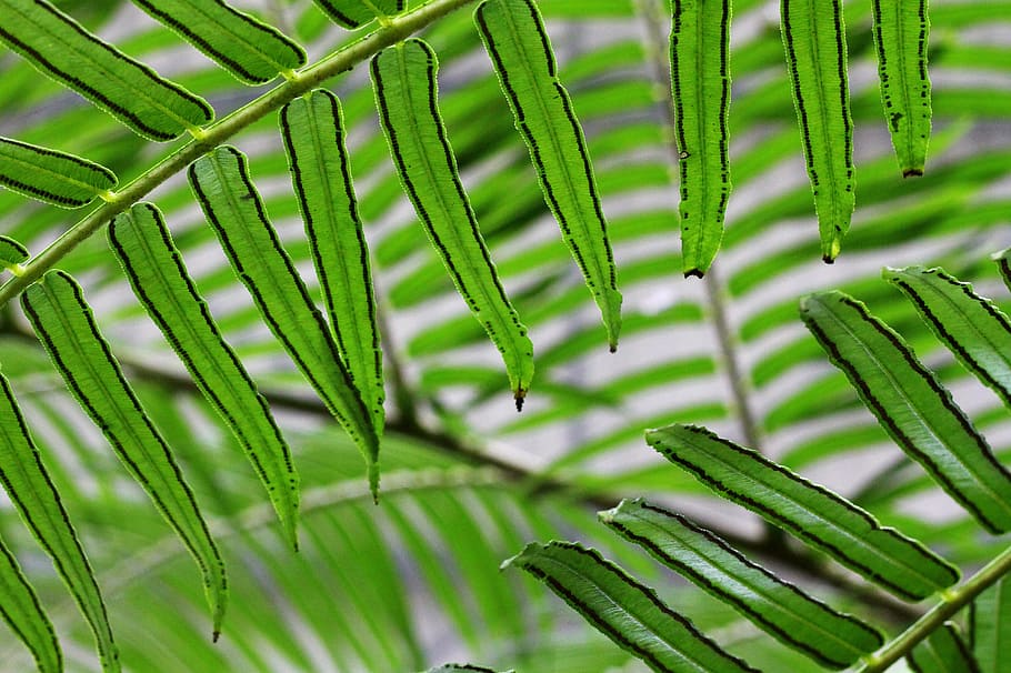 Leaves, Nature, Leaf, green, green color, full frame, backgrounds HD wallpaper
