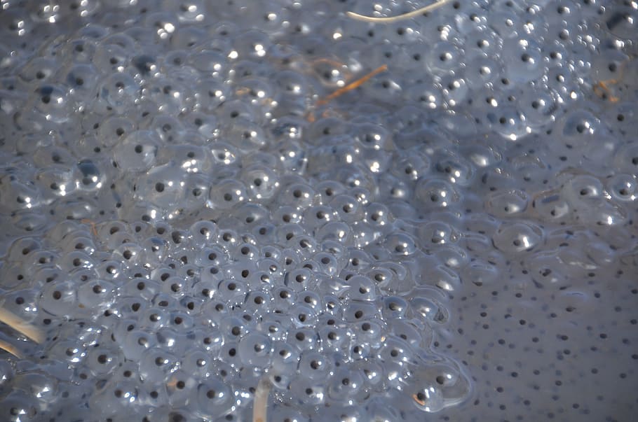 frog, spawn, nature, drop, egg, pond, toad, backgrounds, shiny HD wallpaper