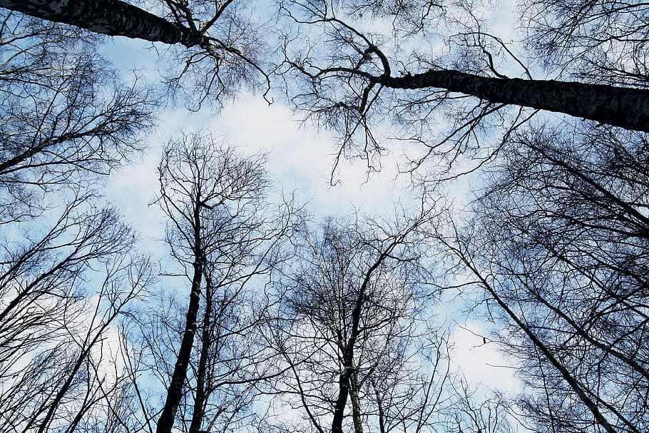 sky, forest, trees, winter, high, looking up, woods, low angle view HD wallpaper