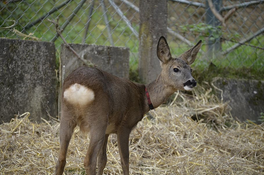 roe deer, kitz, brown, young deer, mammal, animal, animal themes HD wallpaper