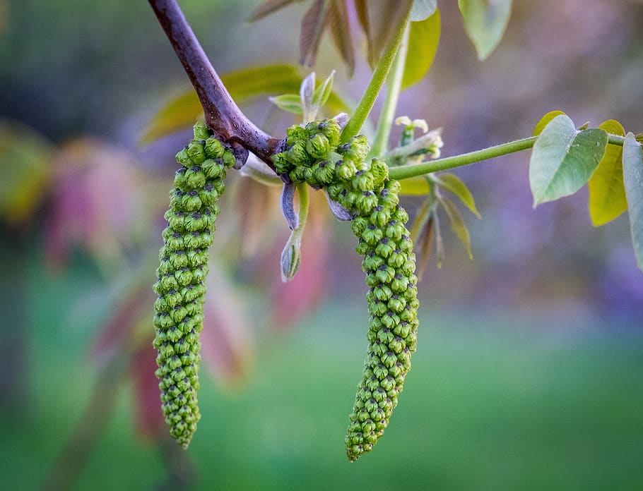 plant, nature, tree, leaf, growth, engine, green, spring, environment HD wallpaper
