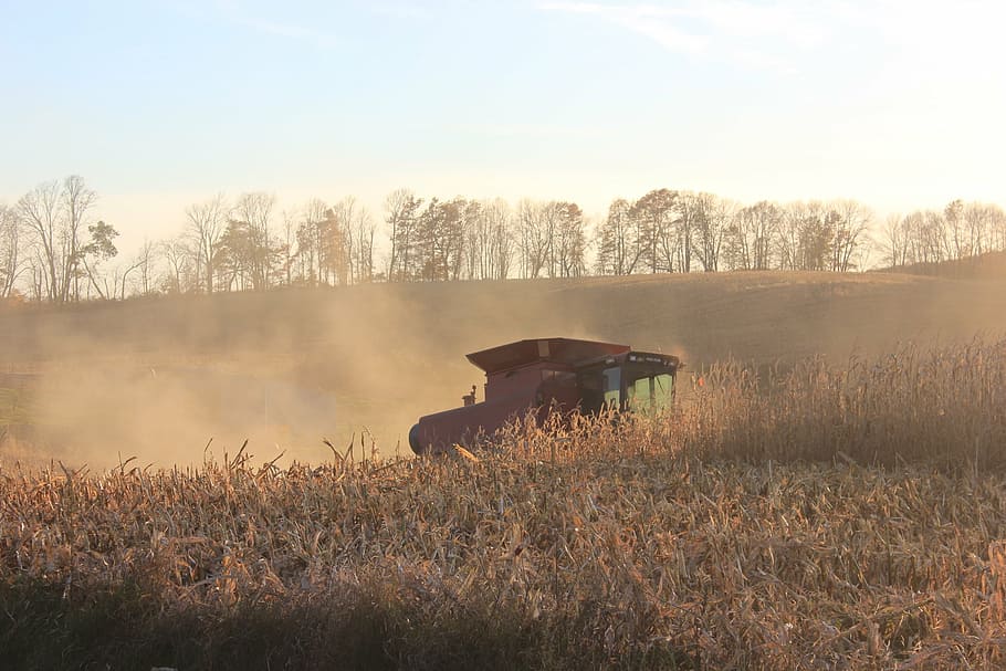 corn, fall, corn picker, autumn, agriculture, nature, rural Scene HD wallpaper