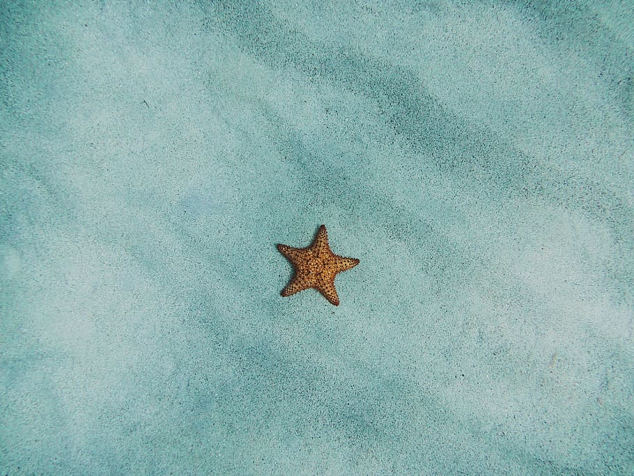 brown starfish on blue sand, brown starfish, lone star, teal, HD wallpaper