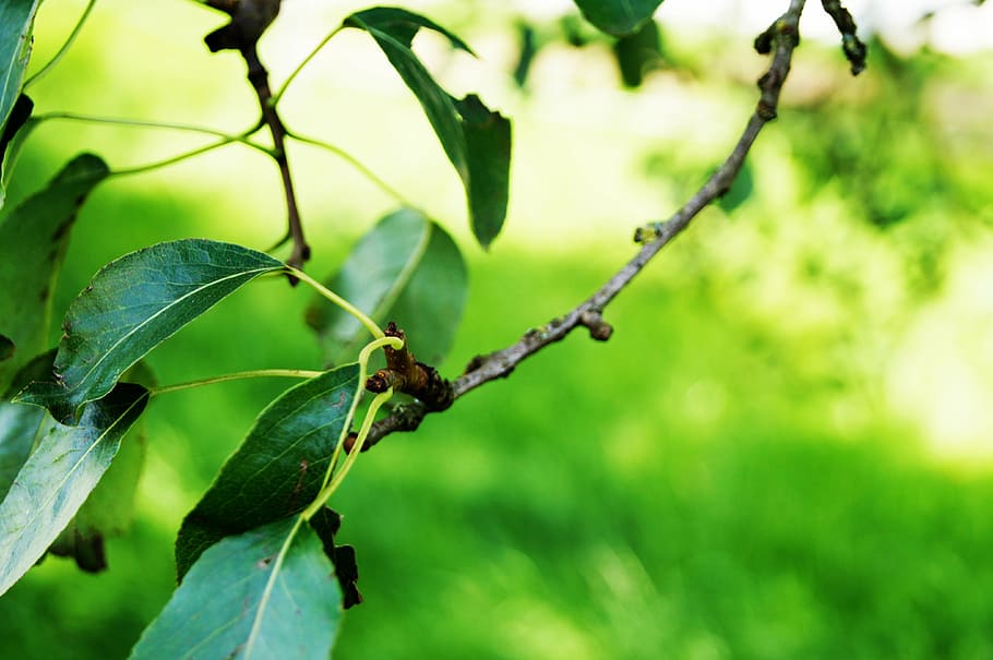 green, green tree, leaves, macro, trees, nature, park, leaf HD wallpaper