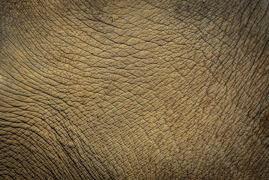 elephant, animal, zoo, nature, giant, africa, mammal, wildlife, HD wallpaper