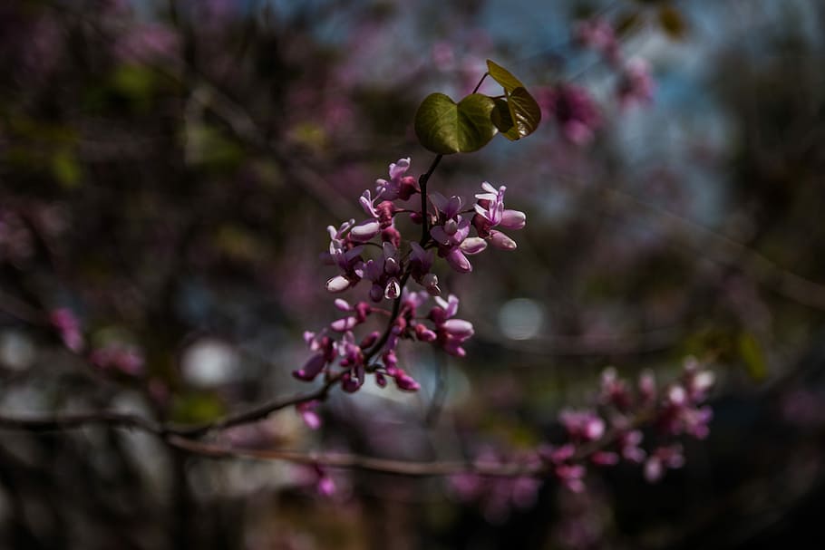 flower, tree, nature, flora, branch, plant, freshness, flowering plant HD wallpaper