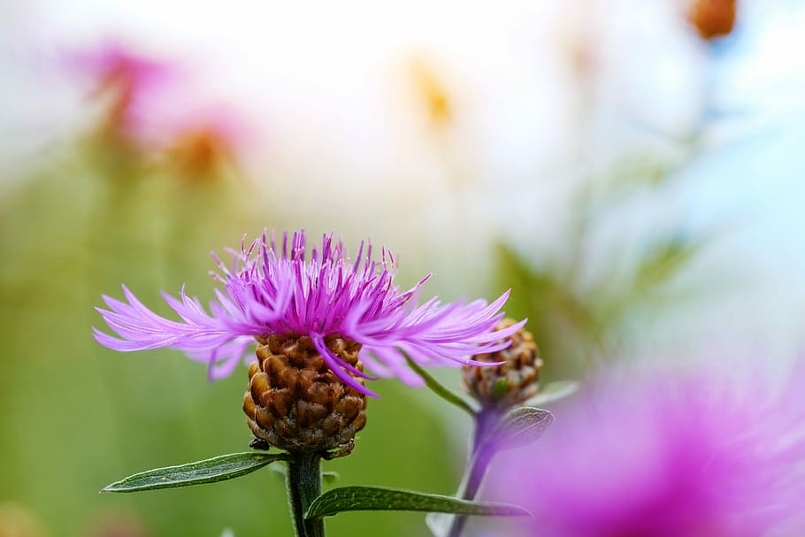 cornflower, composites, asteraceae, centaurea cyanus, zyane HD wallpaper