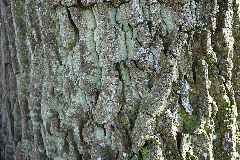 Bark, Poplar, Tribe, Log, Net, net bark, nature, tree, backgrounds HD wallpaper