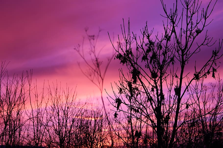 dark, sunset, purple, clouds, sky, trees, silhouette, beauty in nature HD wallpaper