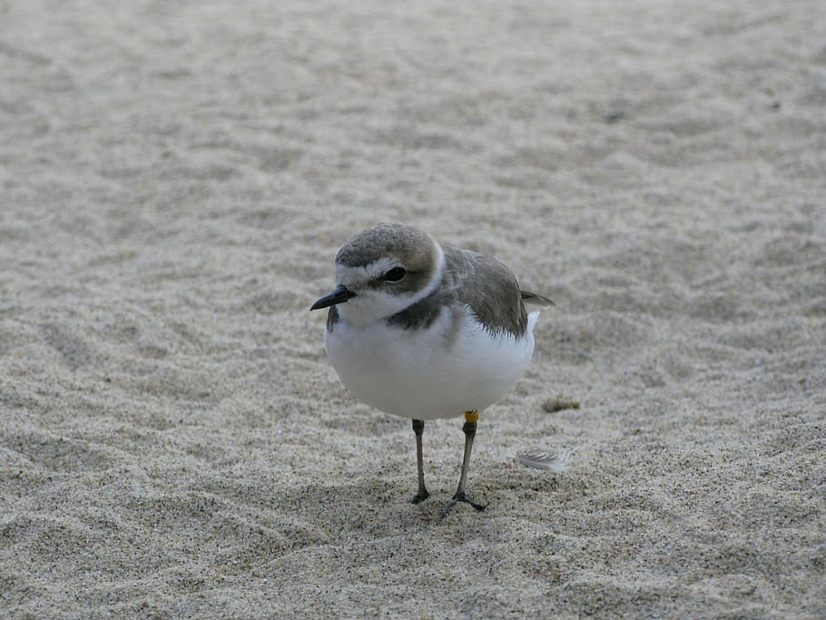 bird, sand, beach, seagull, shore, coast, animal themes, one animal HD wallpaper