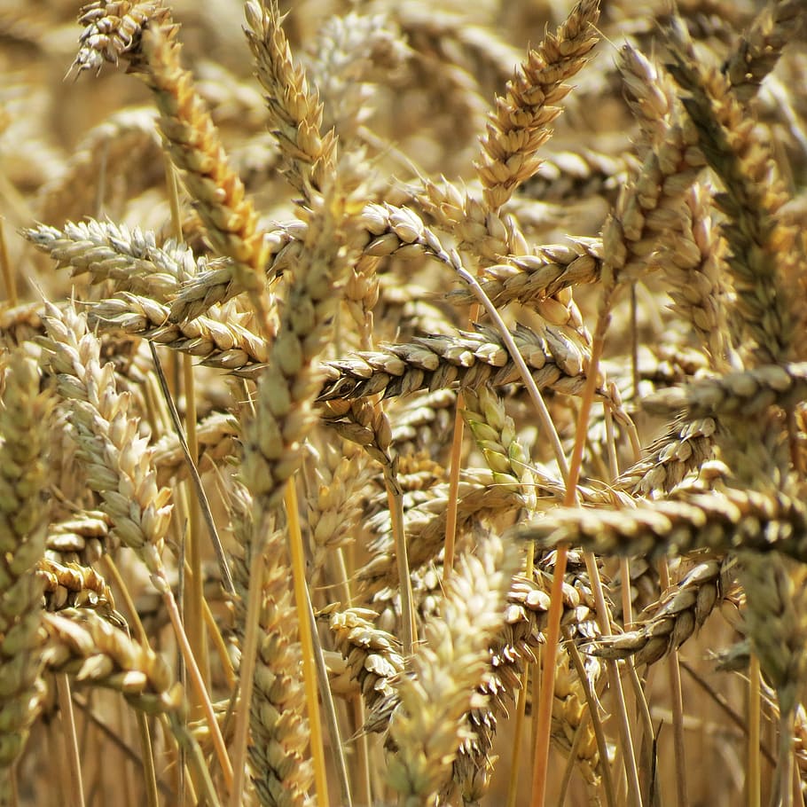 shallow focus photo of brown wheat, close up photo of brown wheat at daytime HD wallpaper