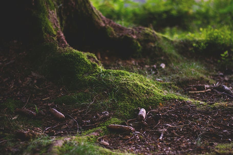 closeup photo of tree roots, forest, forest floor, moss, nature HD wallpaper