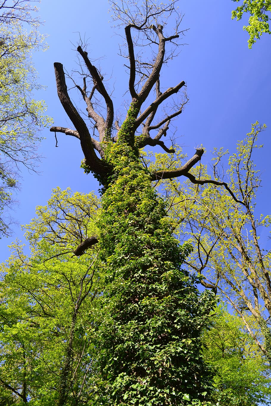 tree, nature, poland, plant, low angle view, sky, growth, green color HD wallpaper