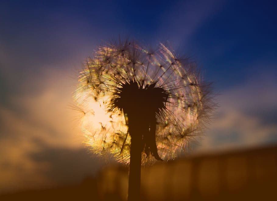 dandelion, sunset, sky, silhouette, furry, plant, flower, dry HD wallpaper