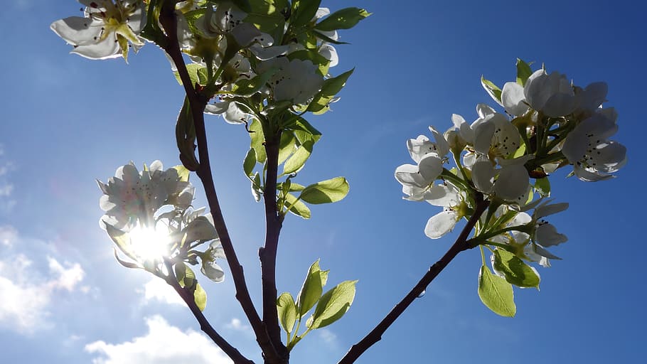 pear tree, peer, blossom, sun, nature, flower, plant, flowering plant HD wallpaper