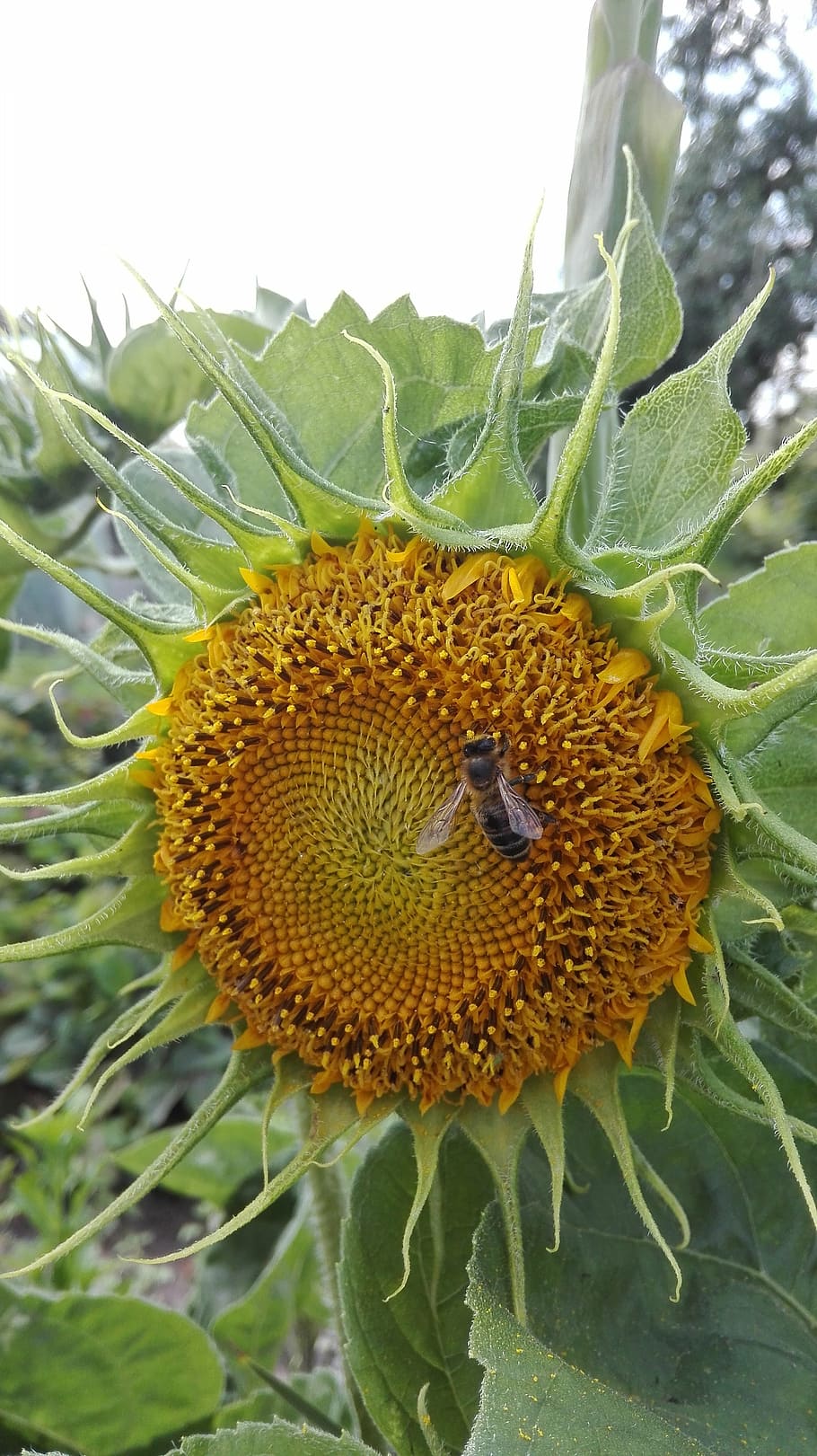 bee, sunflower, nature, plant, invertebrate, growth, beauty in nature HD wallpaper