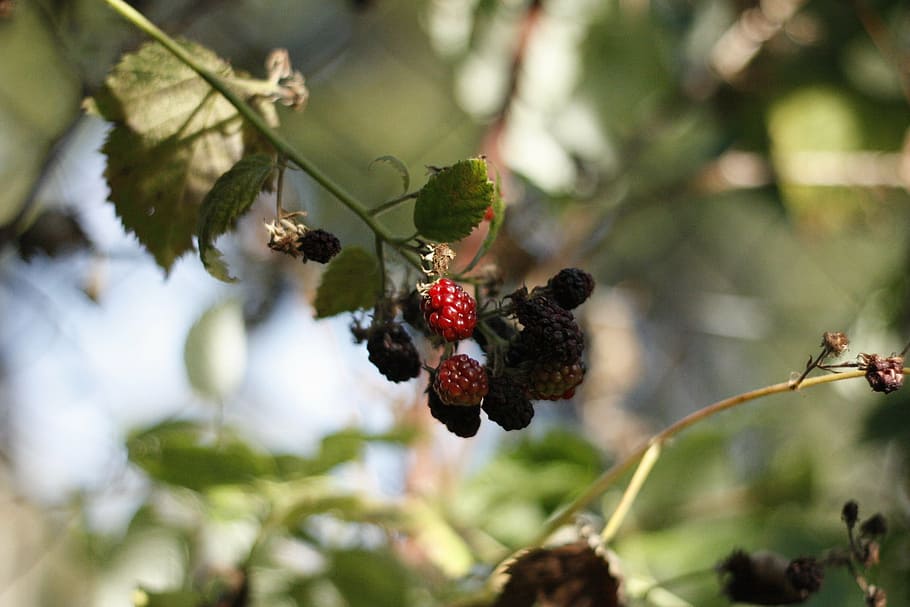berry, raspberry, food, nature, garden, healthy, green, thorns HD wallpaper
