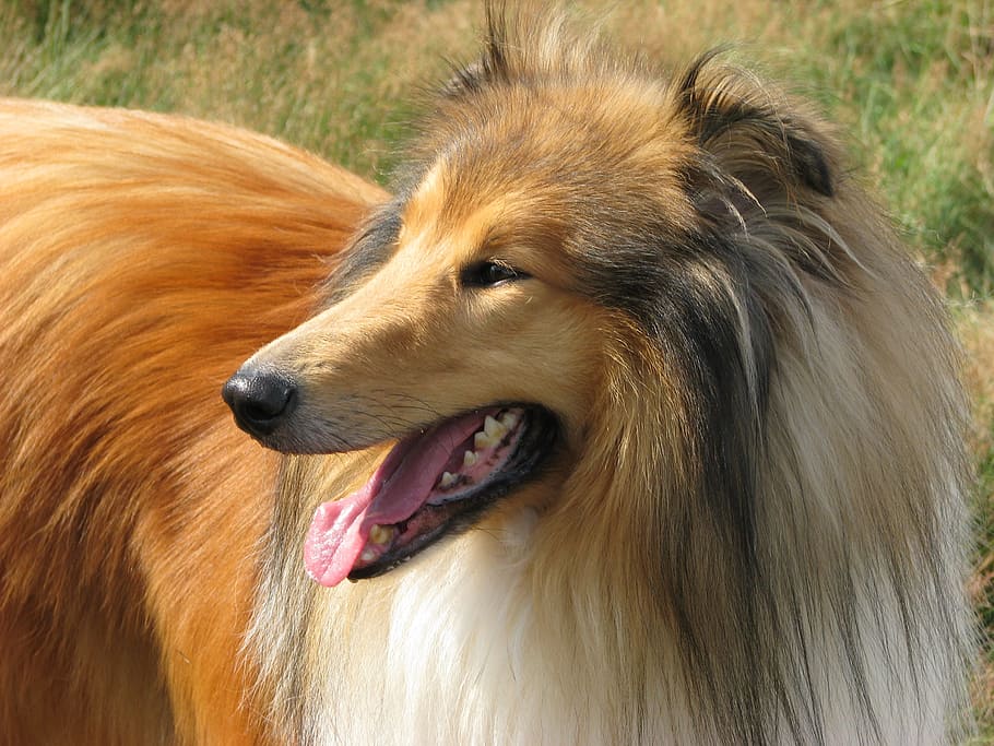 closeup photography of rough collie, tricolor, dog, profile, close-up, HD wallpaper