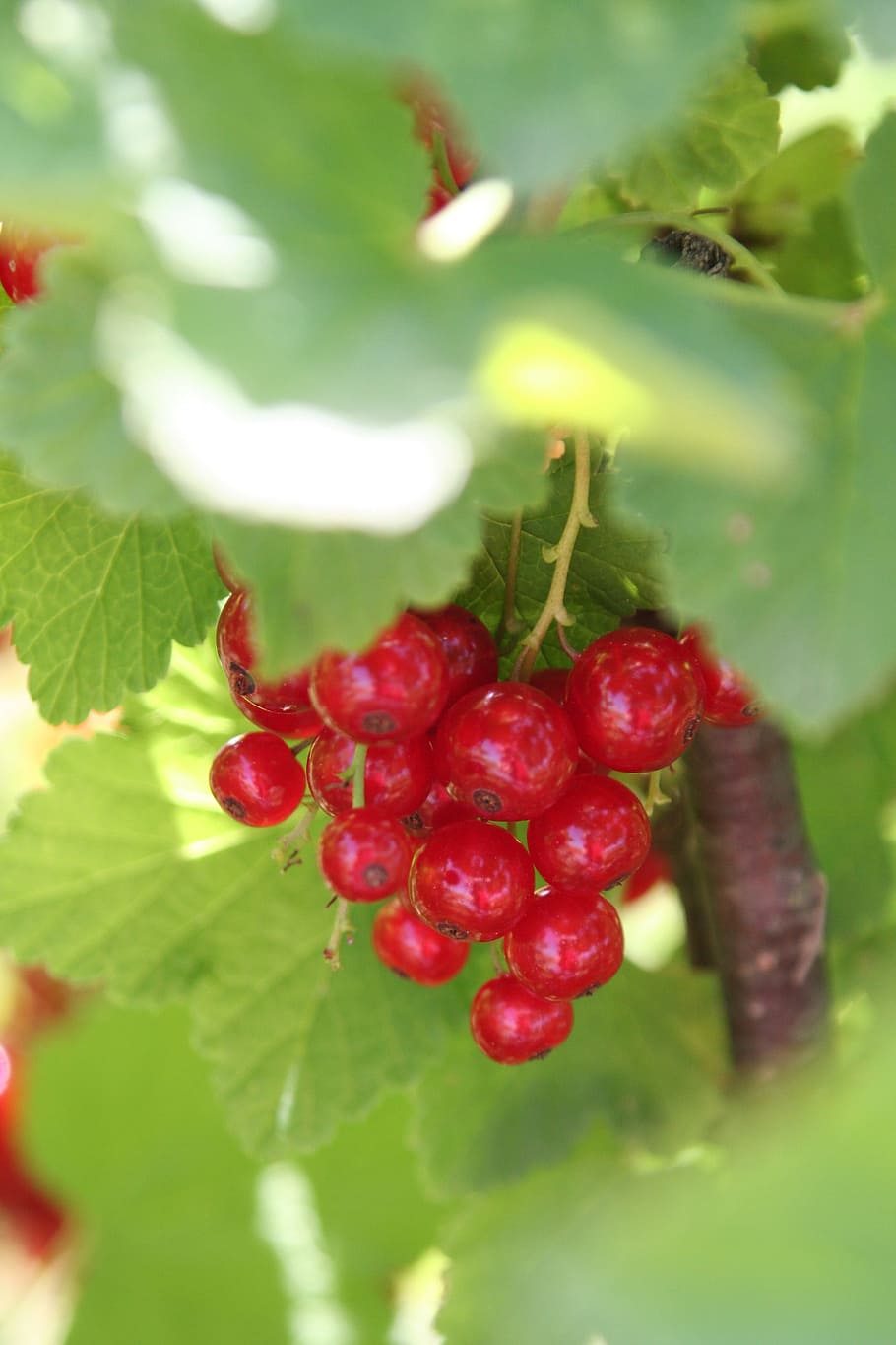 Currants, Shrub, Fruit, Leaves, Berries, red, jam, nature, food and drink HD wallpaper