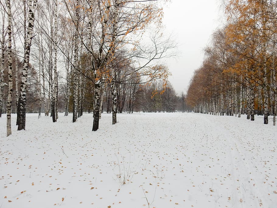Winter, Trees, Snow, Nature, autumn, landscape, park, weather HD wallpaper
