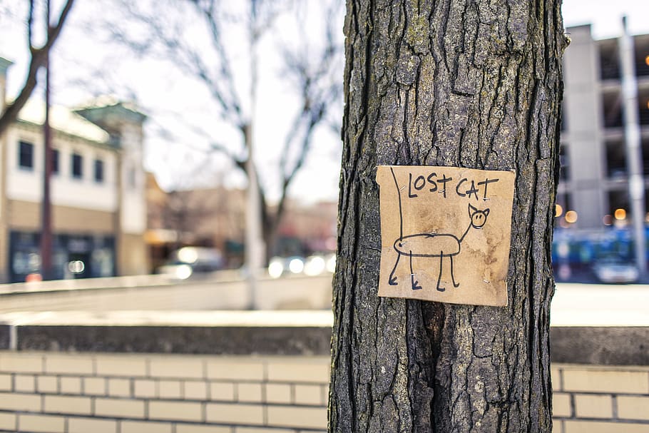 lost cat signage on tree trunk, fun, art, education, joke, street HD wallpaper
