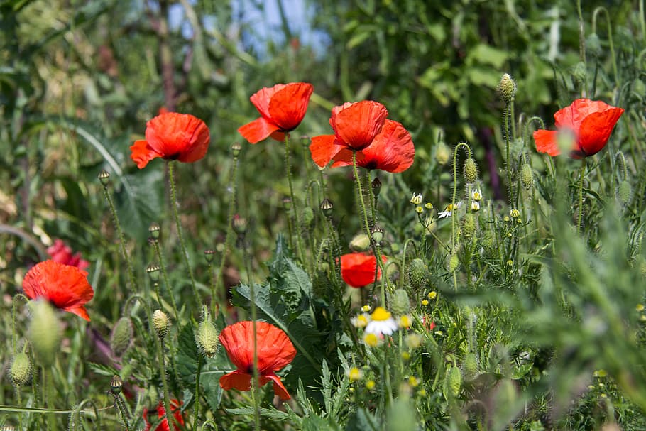 Background, Relax, Poppy, red, nature, flower, plant, summer HD wallpaper