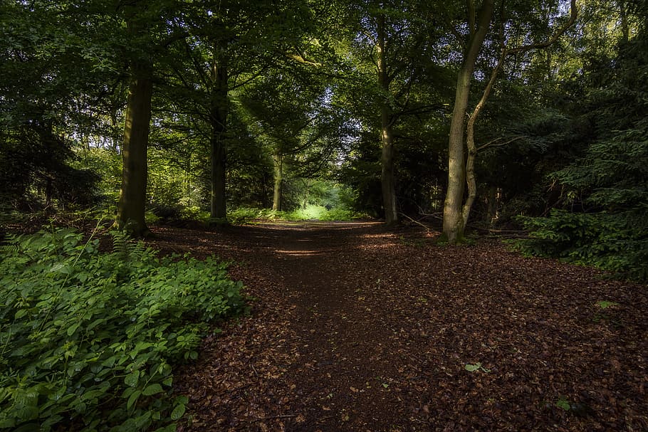 landscape, forest, trees, nature, scenery, forest landscape HD wallpaper