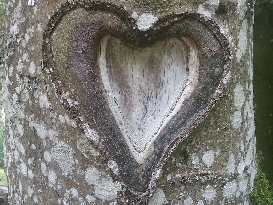 brown tree trunk with heart cutout close up photo, love, nature HD wallpaper