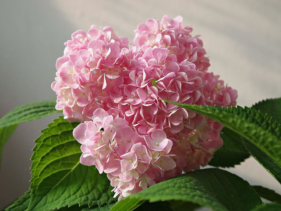 Flowers, Hydrangeas, Pink, Nature, beauty, romance, leaf, pink color HD wallpaper