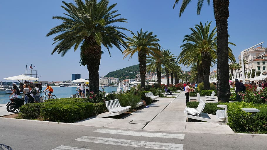 Split, Beach, Promenade, Palms, beach promenade, palm tree HD wallpaper