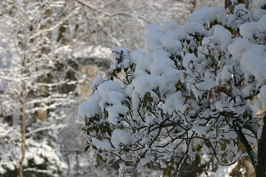 snow, tree, vegetation, sun, beauty, landscape, plant, white color HD wallpaper