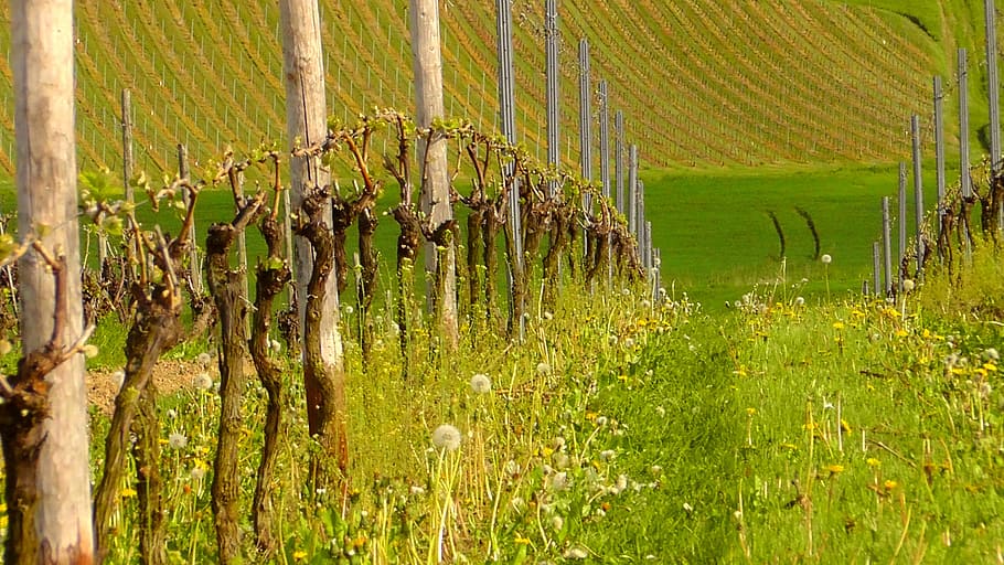 vines, vineyard, grapevine, winegrowing, rebstock, engine, ranke, HD wallpaper