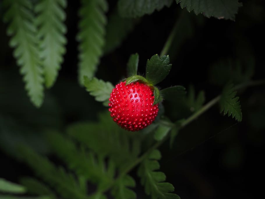 strawberry, red, delicious, small, fruit, infructescence, ornamental plant HD wallpaper