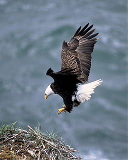bald eagle flying on nest, landing, white, bird, flight, prey HD wallpaper