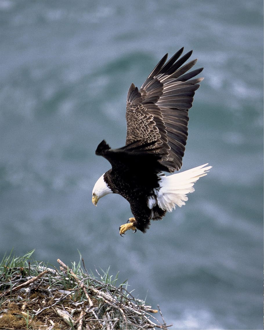 bald eagle flying on nest, landing, white, bird, flight, prey HD wallpaper