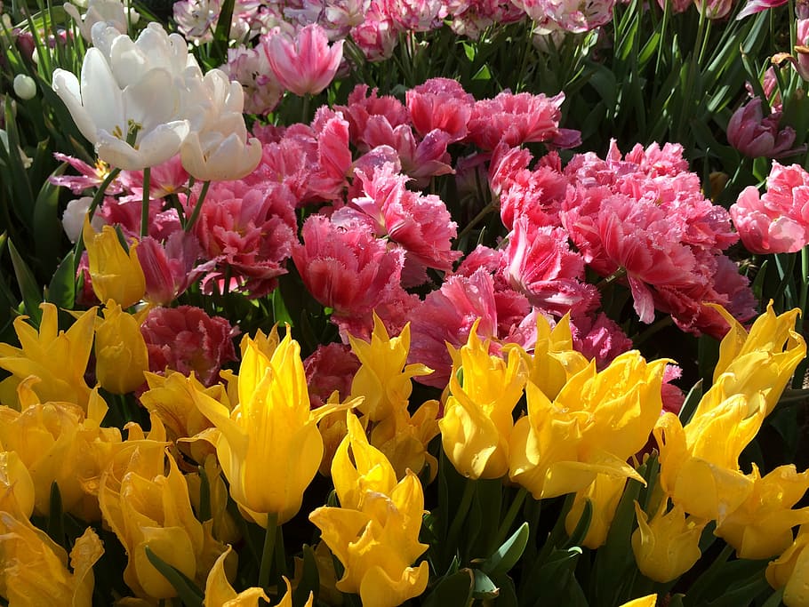 spring, tulips, flower, double tulip, spring flowers, nature HD wallpaper