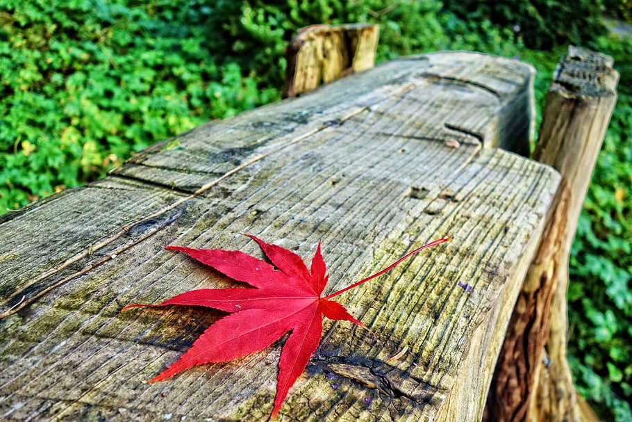 log bench, leaf, autumn leaf, autumn colors, park, garden, wood - material HD wallpaper