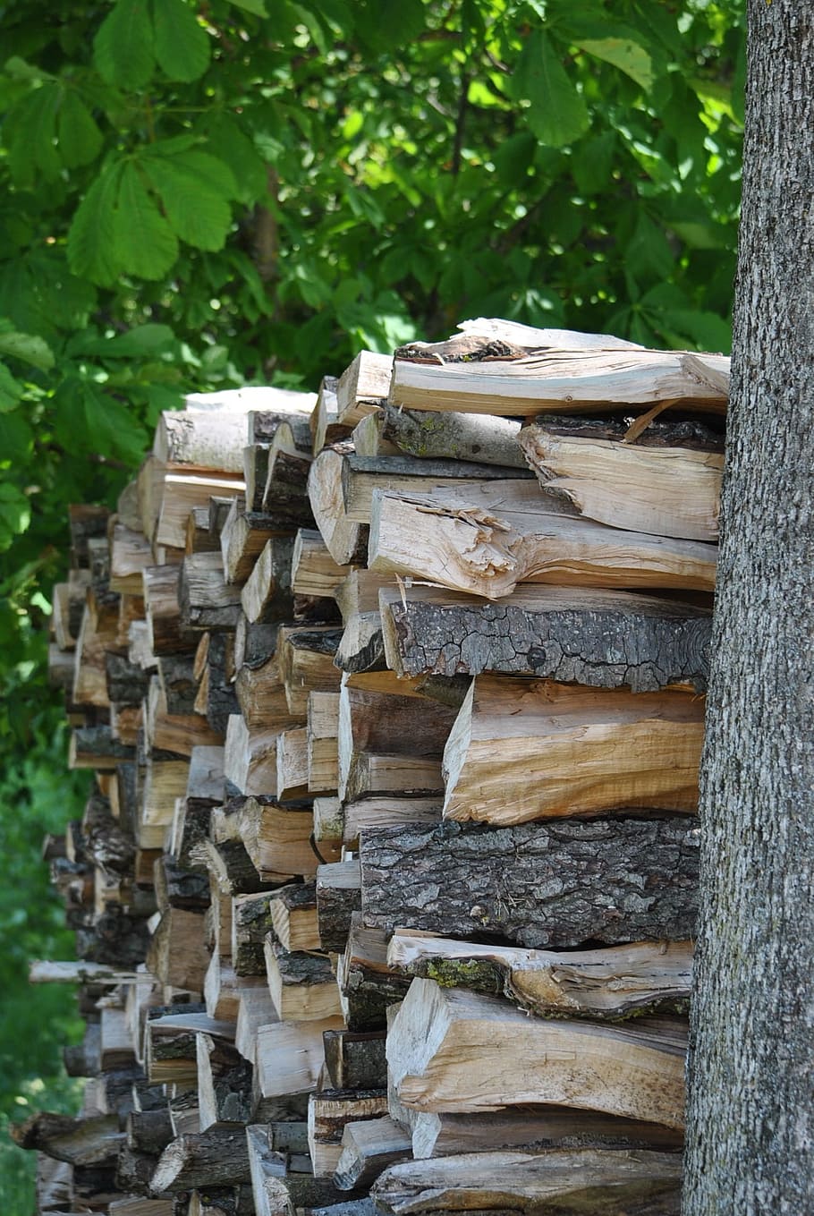 wood, firewood, combs thread cutting, log, sawed off, wood - material HD wallpaper