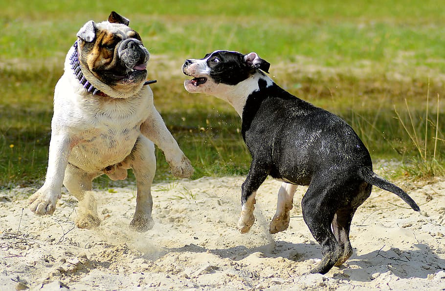 adult English bulldog and American pit bull terrier puppy fighting on sand, HD wallpaper