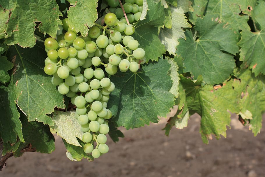 grapes, vineyard, wine, food and drink, healthy eating, green color HD wallpaper