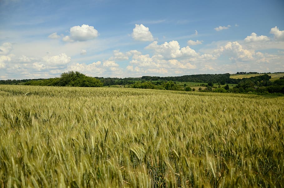 field crops, wheat, rye, triticale, corn, the cultivation of HD wallpaper