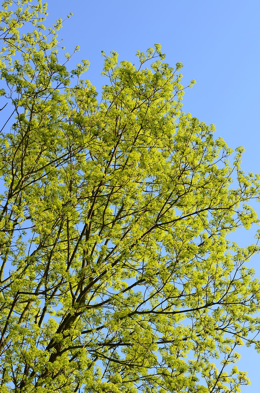 spring, tree, plant, low angle view, growth, sky, beauty in nature HD wallpaper
