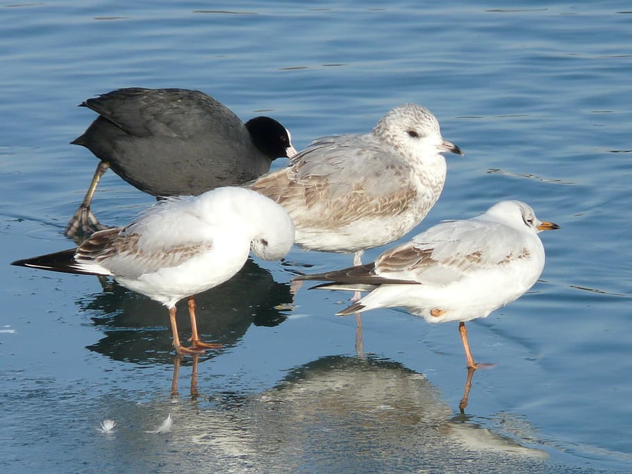 Gulls, Bird, Animal, Creature, Cold, stand, one, ice, winter HD wallpaper