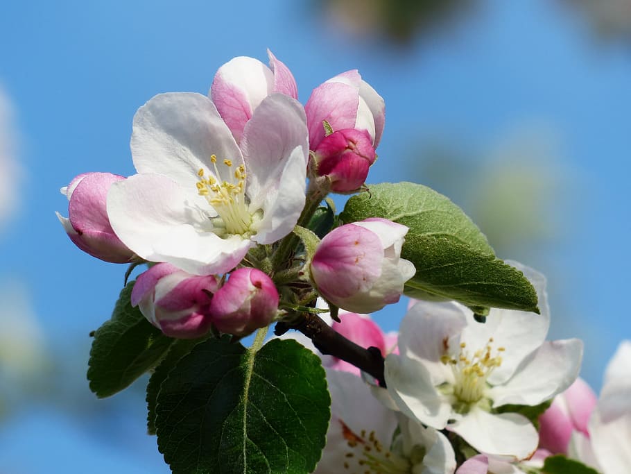 White and Pink Flower, bloom, blossom, close-up, flora, flowers HD wallpaper