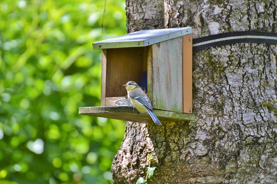 Blue Tit, Bird, Foraging, Animal, garden, feeding station, animal themes HD wallpaper