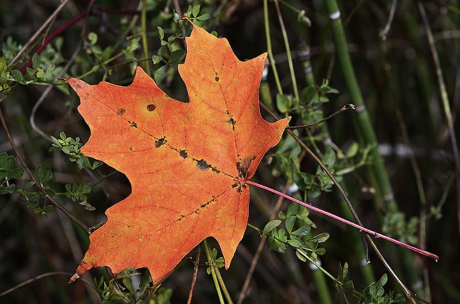 Leaf, Maple, Nature, Autumn, Fall, season, tree, orange, natural HD wallpaper