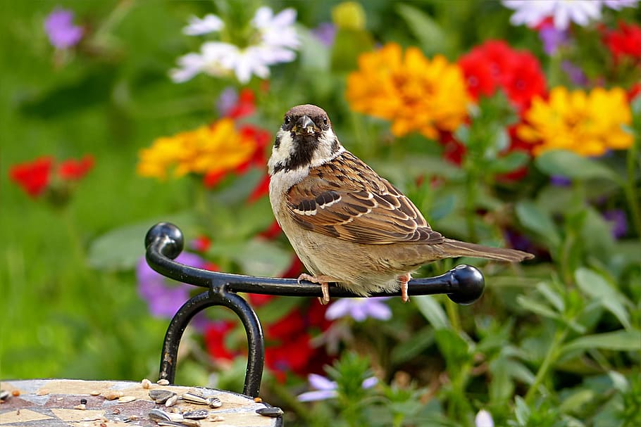 Hd Wallpaper Brown Maya Bird On Black Rack Sparrow Passer Domesticus Foraging Wallpaper Flare