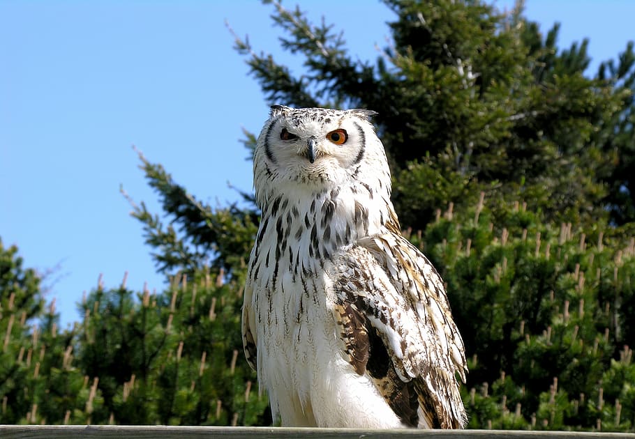 owl, snowy, hunter, predator, majestic, eyes, bird of Prey HD wallpaper